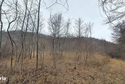 Teren de 2800 mp, în Sovata - 6