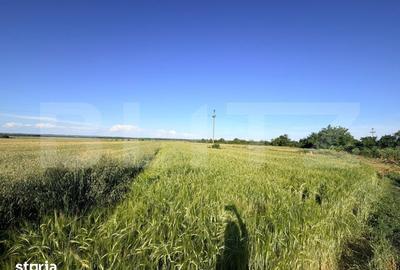 Teren de 9550 mp, în Brazda lui Novac - 1