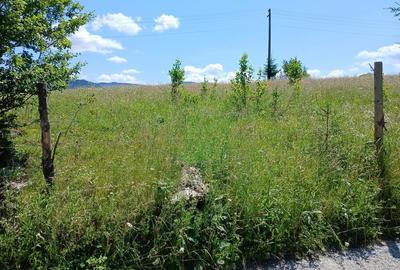 Teren de 25000 mp, în Panaci