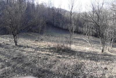 Teren de 4750 mp, în Provița de Sus