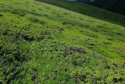 Teren de 185000 mp, în Padeș - 2