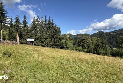 Teren de 5620 mp, în Pojorâta