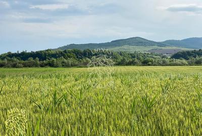 Teren agricol extravilan de 4300 mp, în Chintelnic - 7