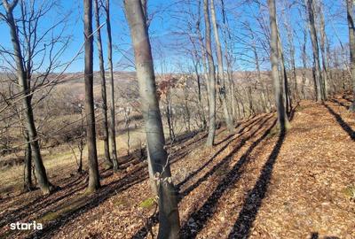 Spațiu comercial, în Pâncești - 4