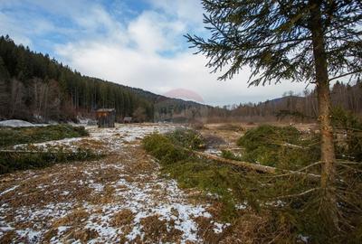 Teren intravilan de 49000 mp, în Borca - 8