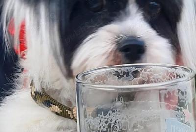 Casă cu 3 camere în Doamna Ghica - 1