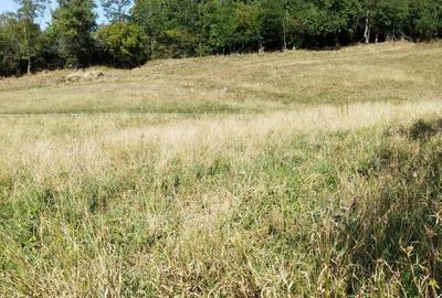 Teren de 18000 mp, în Mihăileni - 1