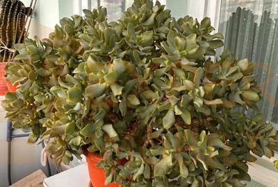 Apartament spatios, ideal pentru familie zona Tomis Nord, Constanta - 16