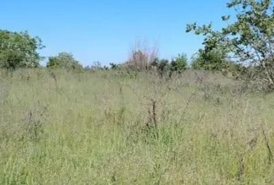 Teren de 500 mp, în Sărulești - 5