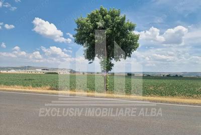 Teren agricol la sosea, pretabil si ptr constructii industriale - 4