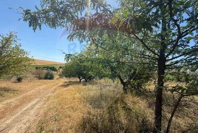 De vanzare Teren Extravilan- Cernavoda - 6