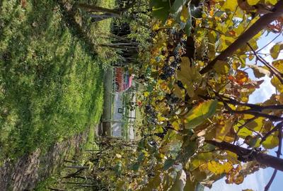 Casă cu 3 camere în Licurici - 3