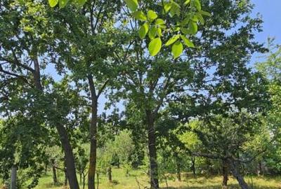 Intravilan 480 mp , loc de casa , zona padure Baicoi Prahova - 14