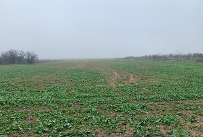 Casa  in oras Potcoava, str. Ghioceilor - 5