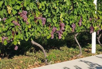 Casă cu 3 camere în Jercălăi - 7