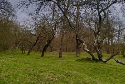 Teren de 5000 mp, în Central - 2