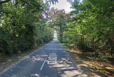 Teren 10,000mp Afumati | Padure | Soseaua Petrachioaia Teren 10,000mp Afumati | Padure | Soseaua Petrachioaia - 5