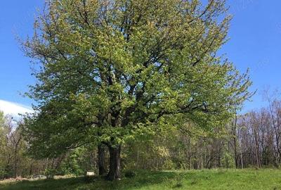 Teren Zona Turistica Transalpina - Pestera Muierilor 9.746 mp - 4
