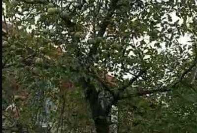 Tere de vanzare intravilan, Tomsani, Valcea. - 7