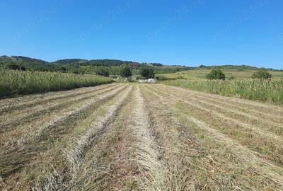Teren de 2500 mp, în Berzasca - 5