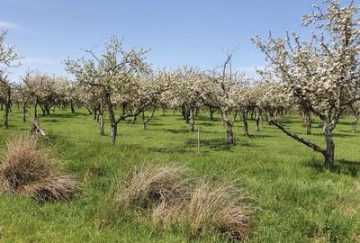 Spațiu comercial, în Voivodeni - 3