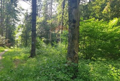 Teren intravilan, 56000 mp, Poiana Brasov - 7