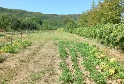 Casa tip boiereasca suprafa?a construita182 metri patra?i si teren 1800 in Arge? - 9