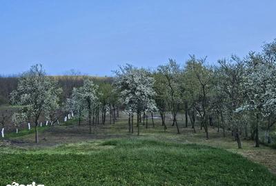 Casă cu 2 camere cu Teren 50 Mp în Sârbi - 4