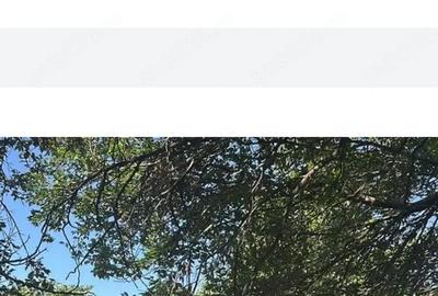 Casă cu 3 camere cu Teren 1600 Mp în Central - 4