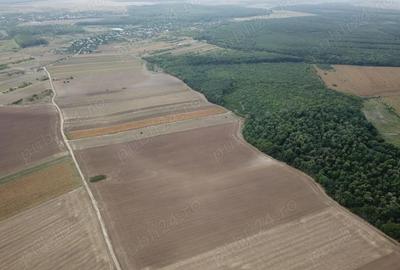 Teren de 300000 mp, în Bulbucata - 2