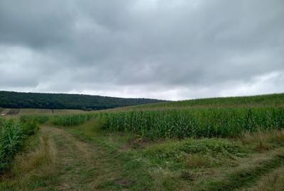 Teren agricol extravilan de 5800 mp, în Moișa - 2