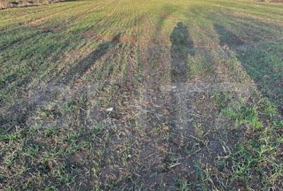 Casa batraneasca de vanzare, 48 mp, zona Patroaia Deal cu C Casa batraneasca de vanzare, 48 mp, zona Patroaia Deal cu C - 16