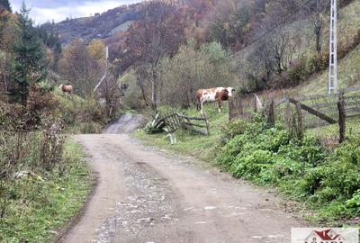 Casa de vanzare in Bistra -1700 mp teren - 10