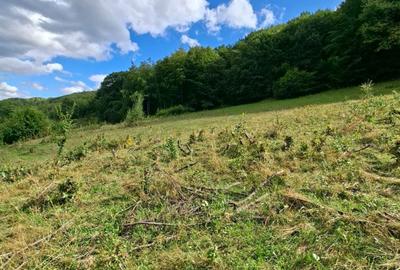 Teren de 27000 mp, în Rebrișoara - 7