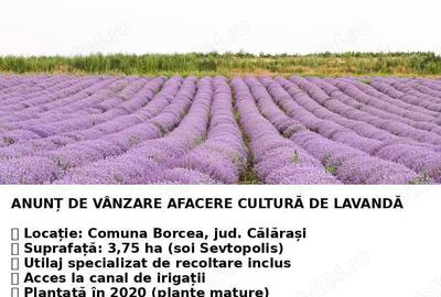 Teren de 37500 mp, în Borcea - 3