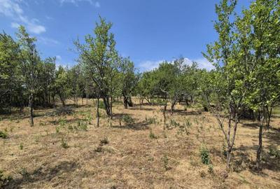 Proprietate in apropiere de complex turistic Mu?ete?ti - 9