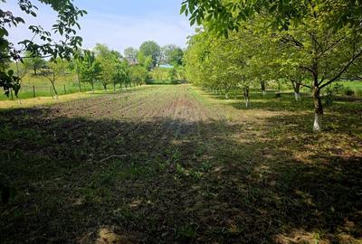 Teren Construcții intravilan de 4516 mp, în Doina - 29