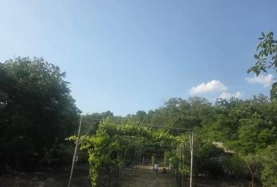 Teren de 2300 mp, în Podgoria - 5