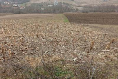 Teren de 3000 mp, în Ruși - 4