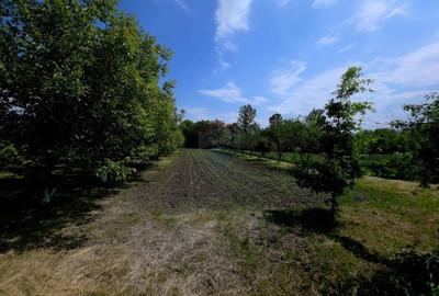 Teren Construcții intravilan de 4516 mp, în Doina - 15
