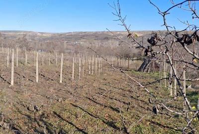 Casa...sat.Chiraftei.....com.Mastacani...jud.Galati - 6