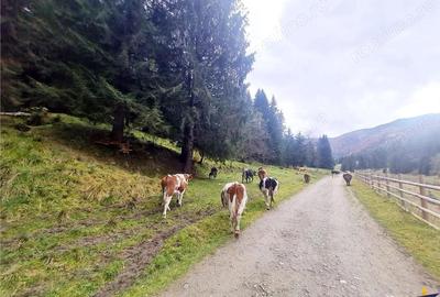 Teren de 4591 mp, în Plaiul Foii - 18