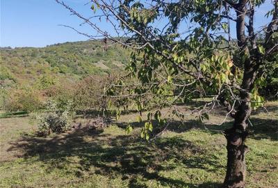 Teren de 1500 mp, în Podgoria