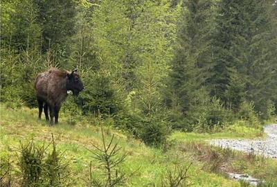 SUPER OPORTUNITATE, DE VANZARE O PROPRIETATE SPECIALA, MUNTE - 9