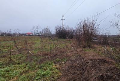 Teren 5000 mp 1 decembrie - strada Oituz - 5