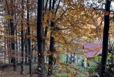 Sinaia – teren superb de vanzare situat chiar in padure! - 1