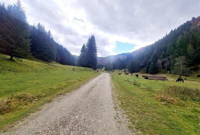 Teren intravilan panoramic 4.600mp,view iconic Piatra Craiului,oportunitate prem - 22