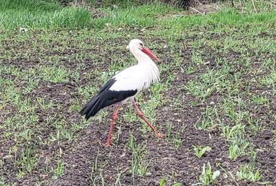 Teren intravilan 1270 mp.Dubla deschidere.Vis-a-vis de Balta Comana. Teren intravilan 1270 mp.Dubla deschidere.Vis-a-vis de Balta Comana. - 5