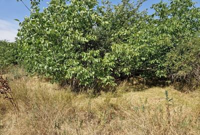 Domnesti - Ciutaci, vanzare 4 loturi de teren intravilan Domnesti - Ciutaci, vanzare 4 loturi de teren intravilan - 14
