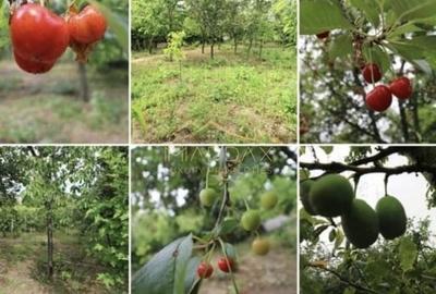 Casă individuală cu 9 camere cu Canalizare în Dragomirești-Deal - 5